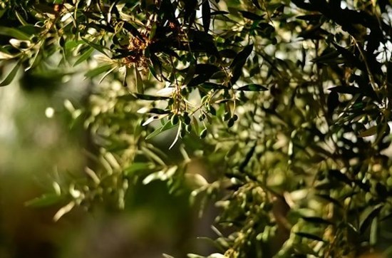 SAP4CircularAgriculture